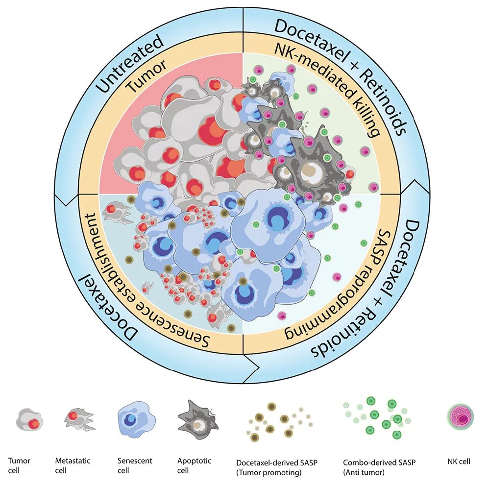 Cancer Cell：激活維A酸受體，可重編程衰老反應，增強NK細胞抗腫瘤活性